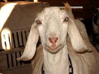 Nubian Goat